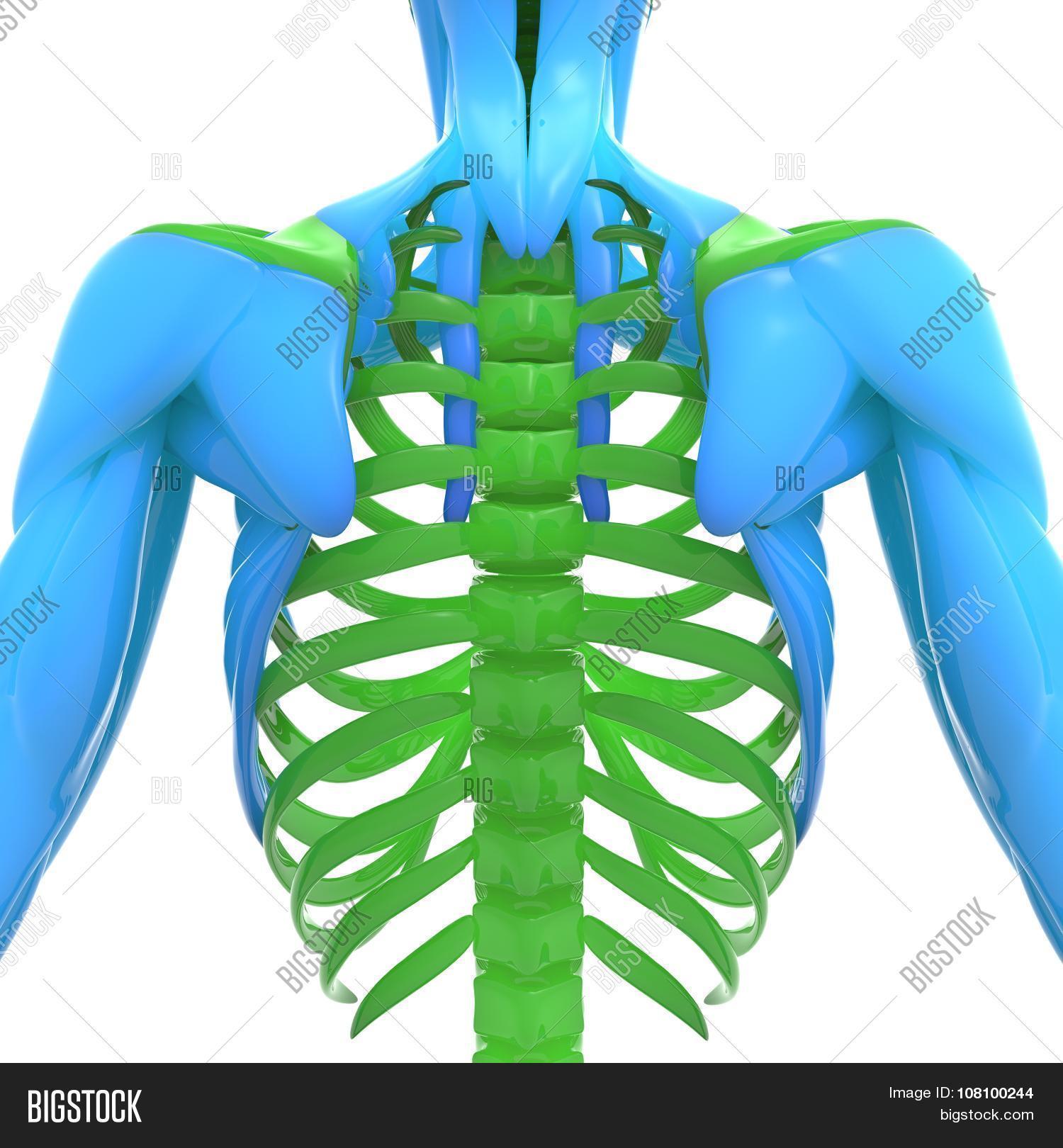 Human Scapula Ribs Image & Photo (Free Trial) Bigstock