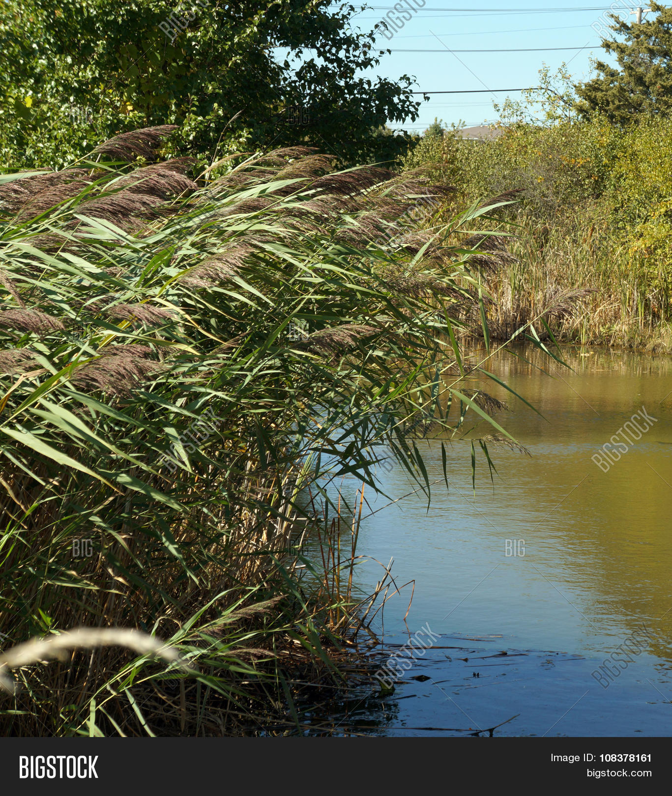 Common Reeds Image & Photo (Free Trial) Bigstock