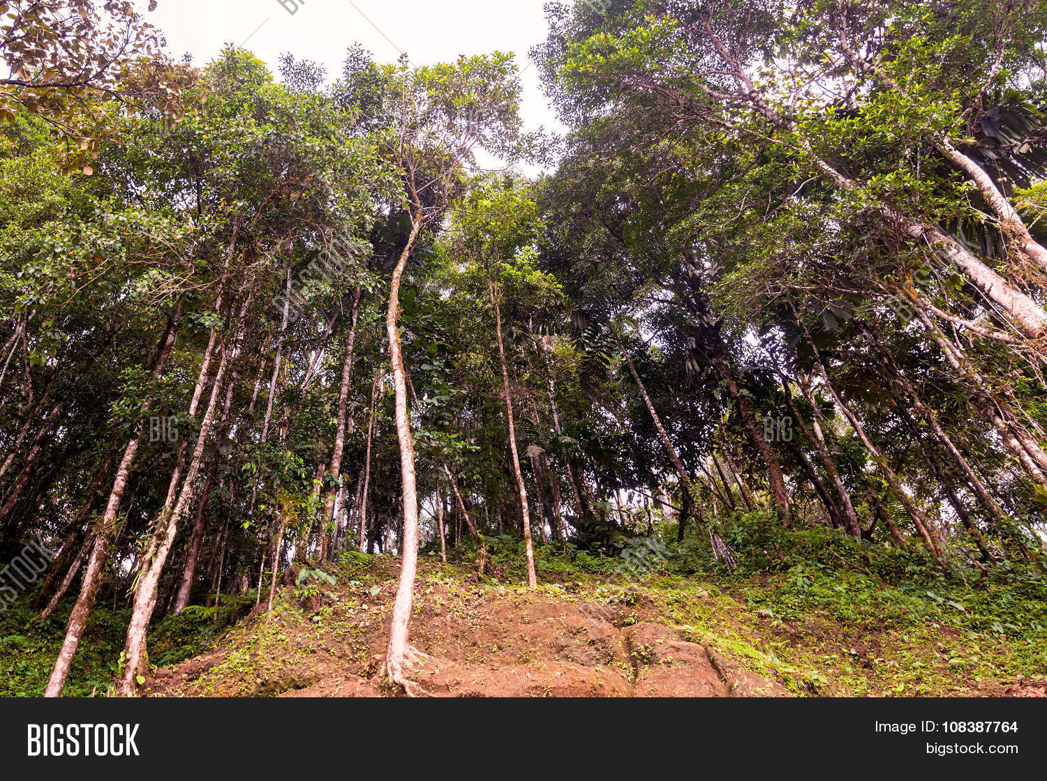 Eucalyptus Forest Image & Photo (Free Trial) Bigstock