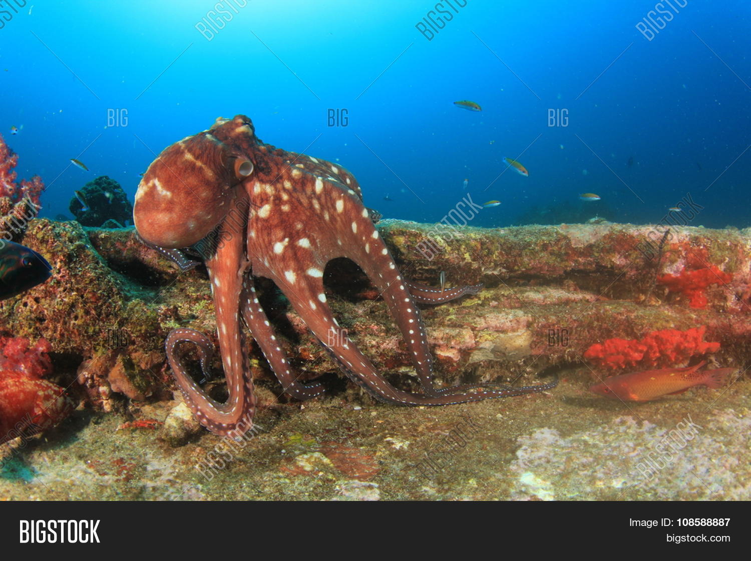 Reef Octopus Hunting Image & Photo (Free Trial) Bigstock