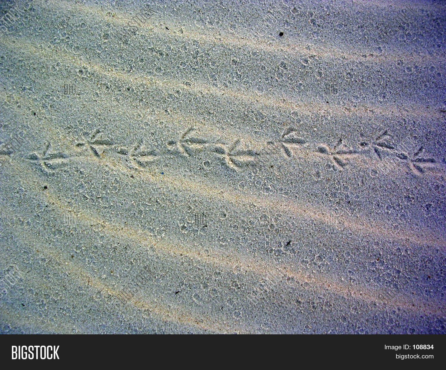 Sea Gull Tracks Image & Photo (Free Trial) | Bigstock