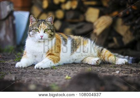 Cat lying down on the ground.
