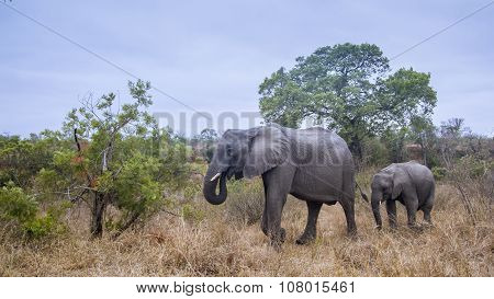 African Bush Elephant In Kruger National Park