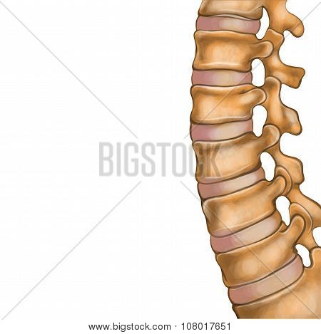 Human Spine