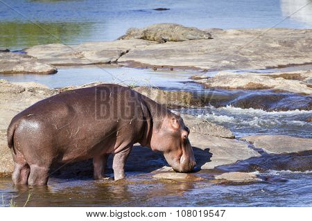 Hippopotamus In Kruger National Park