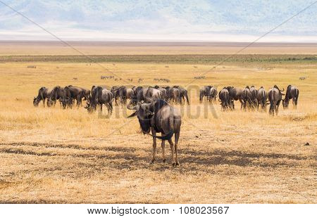 Blue wildebeests in Ngorongoro Crater