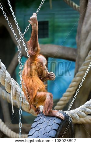 Bornean Orangutan Cub