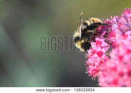 Bee Bee