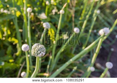 Onion Seed Heads From Close In Backlit