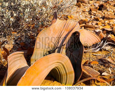 Welwitschia Mirabilis in Namib Desert