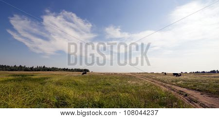 Cow & Road