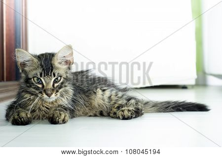 Portrait Of A Baby Tabby Kitty Lying On The Floor Indoor