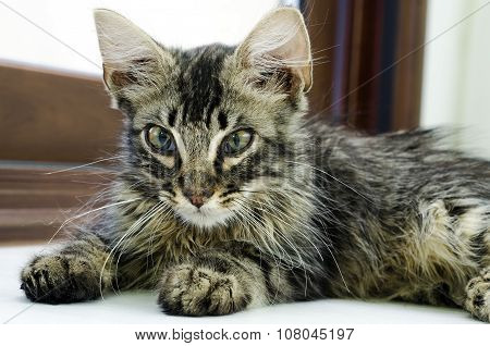 Portrait Of A Baby Tabby Cat Lying On The Floor Indoor
