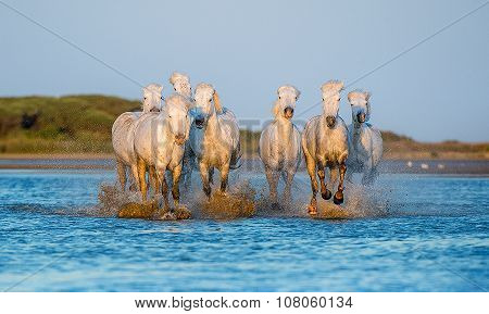 Herd of White Camargue Horses running through water in sunset light.