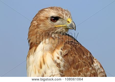 Red-tailed Hawk