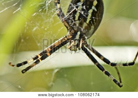 Predator Spider On Spiderweb With A Maggot In Mouth