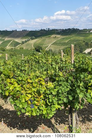 Vineyards In Oltrepo Pavese (italy)