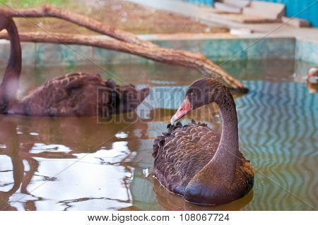 Swimming on water black swan