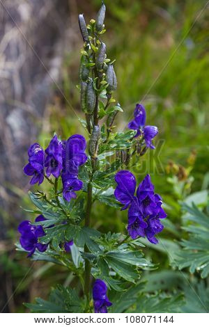 Wild Flower , Aconitum Napellus