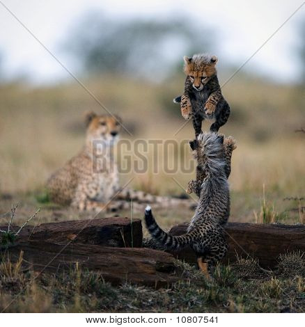 LeapFrog