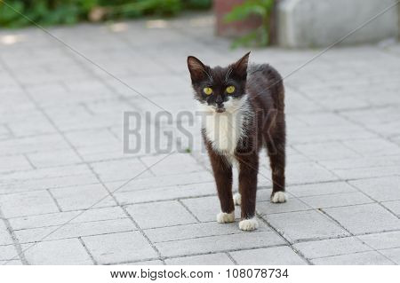 Outdoor portrait of kitten with yellow eyes