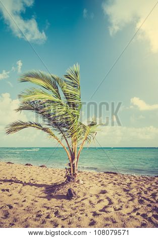 Palm Tree And Caribbean Sea