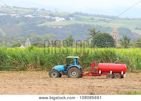 SAINT PAUL, REUNION ISLAND, FRANCE - NOVEMBER 4, 2015: Harvest of sugar cane for rum production in Savanna Distillery. It is traditional industry with long history dating to 18th century. 