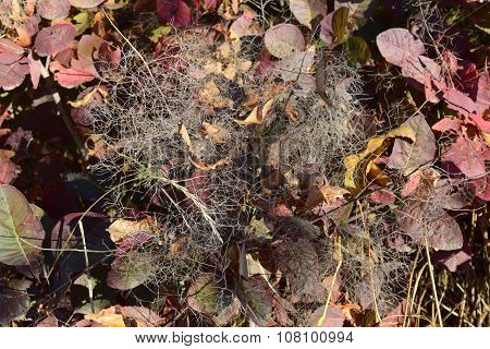 Autumn Color Leaves Of Cotinus Coggygria Growing In A Forest Belt.