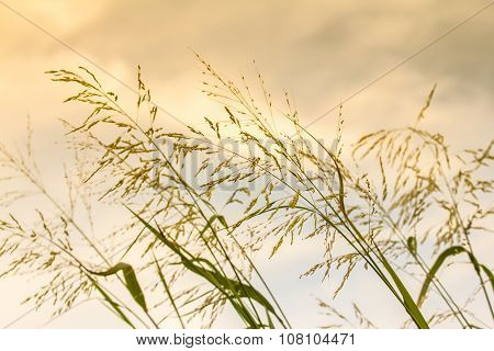 Gramineae Grass.