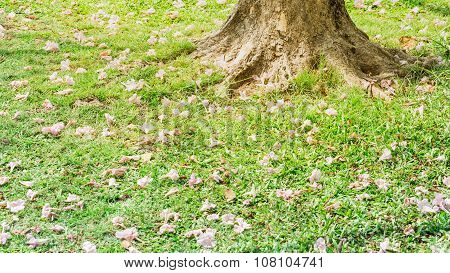 Base tree with tabebuia fall on grass.