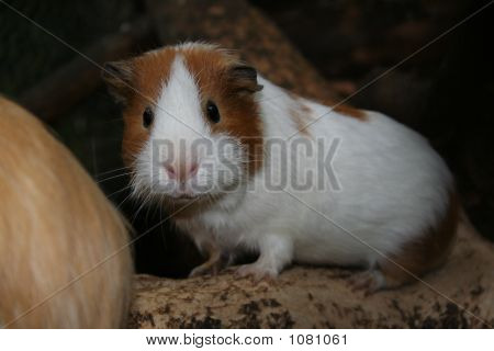 Guinea-svin