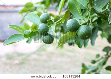 Lime Trees.