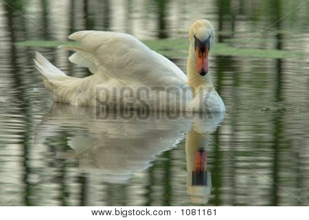 Cisne (vulgar Cygnus Olor)