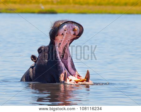 Big hippo with wide open mouth in the river