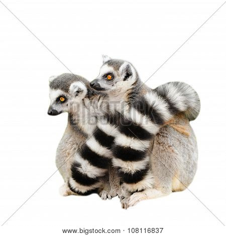 Portrait Of Two Lemurs Katta (Lemur Catta) On White Background