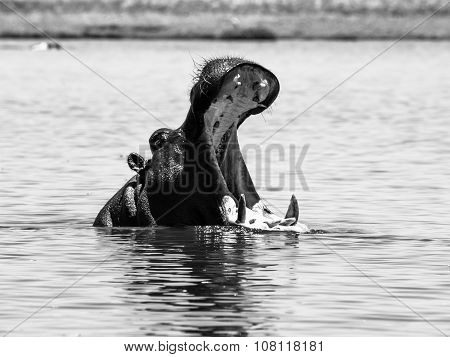 Big hippo with wide open mouth in the river