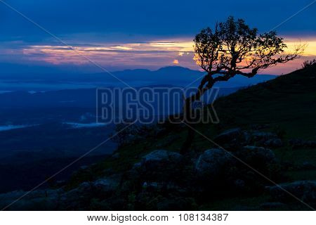 Sunset With Silhouette Tree