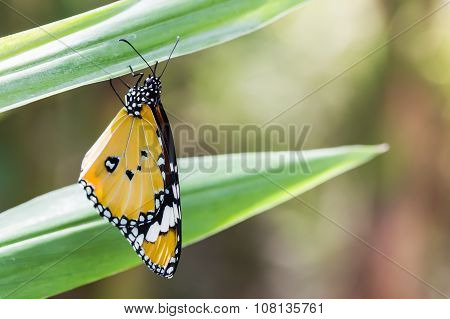 Beautiful yellow butterfly (Plain Tiger Danaus chrysippus).