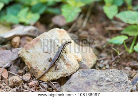 Iguana Crawling On A Small Rock.