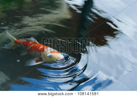 Fancy carp fish breathing on the pool's surface