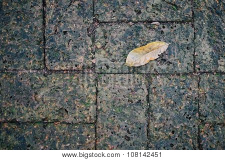 Moss and a leaf on Laterite brick