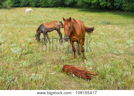 Horse family on the summer pasture