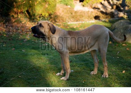 Female Of Fila Brasileiro (brazilian Mastiff)