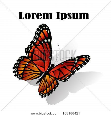 The Monarch butterfly  vector