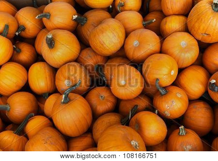 pumpkins at the market for halloween or thanksgiving