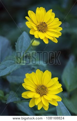 Arnica Blossoms