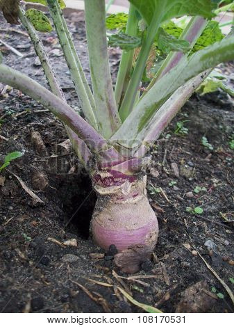 Rutabaga