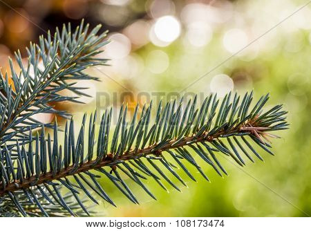 Green Fur-tree Branch