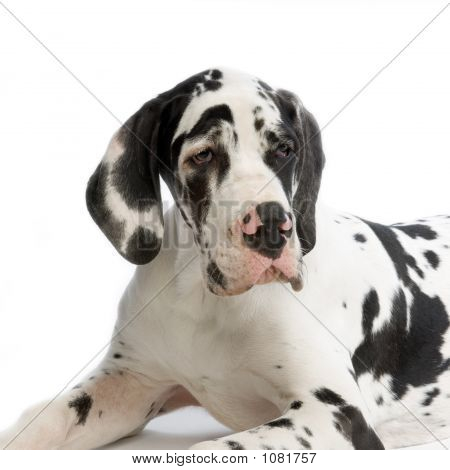 Dogge Harlekin