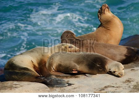 A dominate Sea Lion shows off his stuff while sunbathing